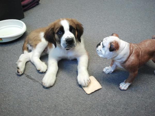Another Visit From Oscar For Frank Another Visit From Oscar For Frank