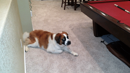 Oscar the St. Bernard - Destroyer of Pool Table Cloth