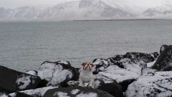 Frank T. Dawg Invades Iceland