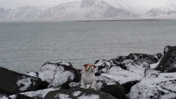 Frank T. Dawg Invades Iceland Frank T. Dawg Invades Iceland
